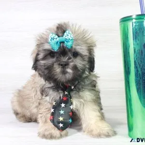 Shih Tzu Puppies For Sale