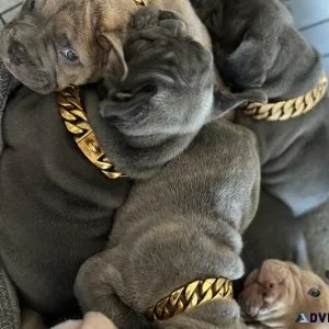 Puppies