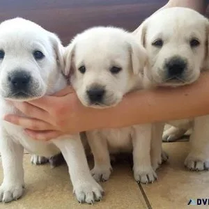 Labrador retriever pups