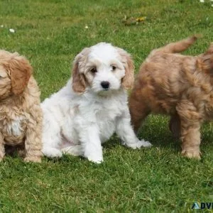 cocker spaniel puppies