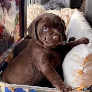 Chocolate Labrador Puppies