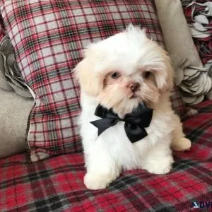 Shih Tzu Puppies For Sale