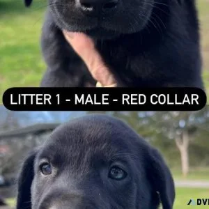 AKC Lab puppies for sale