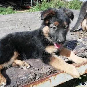 German Shepherd Puppies