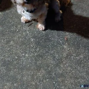 Lhasa Apso
