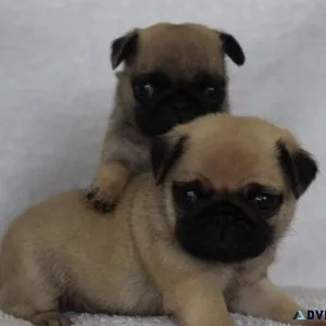 2 Gorgeous Pug
