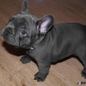 French bulldog boy for sale