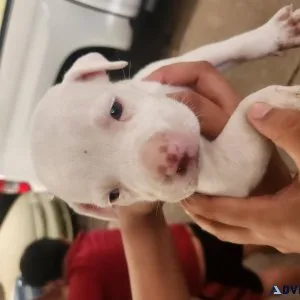 Pitbull Mix Puppies