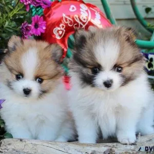 Pomeranian puppies