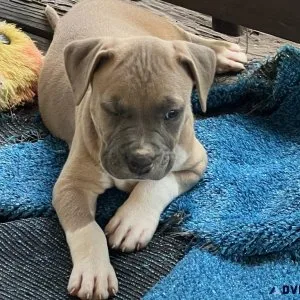 Pitt Puppies Ready NOW