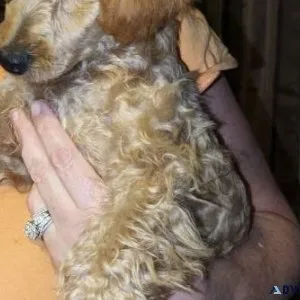 Miniature Poodle