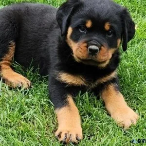 Akc german rottweiler
