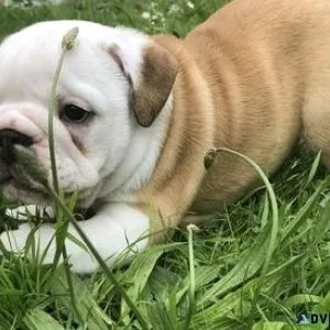 Champion Bulldog Puppies