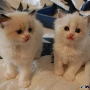 Gorgeous Ragdoll kittens.