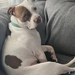 Sweet Pit needs new home