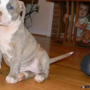 American bulldog puppies for sale