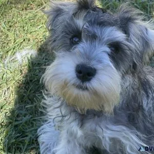Mini schnauzers