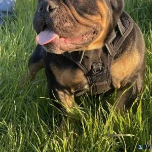 Tri-Colored American Micro Bully-MALE