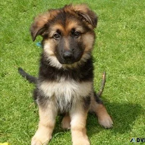 german shepherd puppies for sale