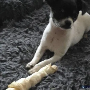 Shichi (ShiztuChihuahua)3 months old