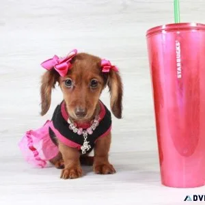 Dachshund Puppy For Sale