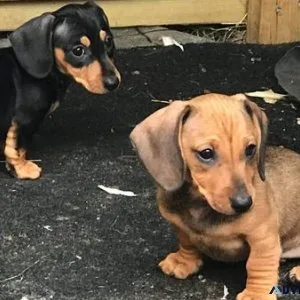 Dachshund Puppies for sale.