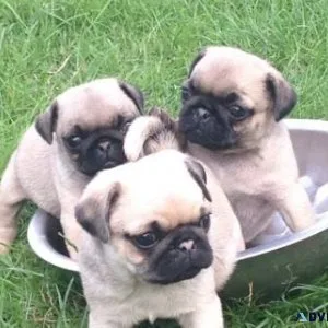 3 beautiful pug puppies looking for a new home