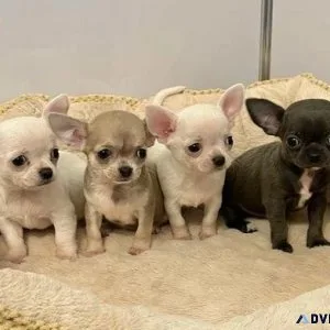 4 cute chihuahua pups 2 boys and 2 girls for sale