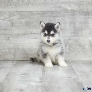 Pomsky puppies