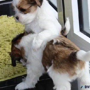 Shih tzu boys and girls for sale