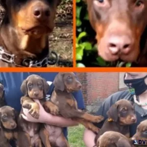 RED DOBERMAN PUPPIES