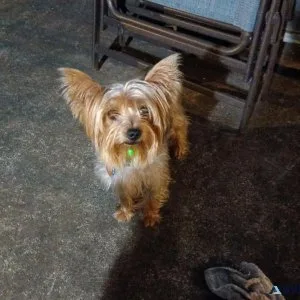 YORKIE