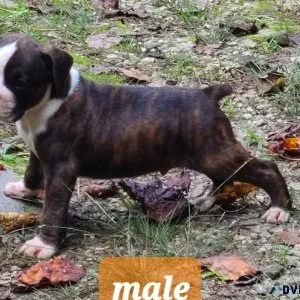 CKC  BOXER PUPPIES