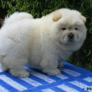 Sweet Chow Chow Puppies