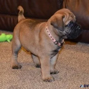 Well socialized Bullmastiff puppies.