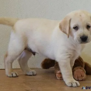 Adorable Labrador Retriever puppies ready