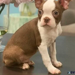 Healthy Boston Terrier puppies For Available.