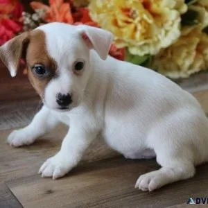 AKC Jack Russel Terrier puppies for sale.