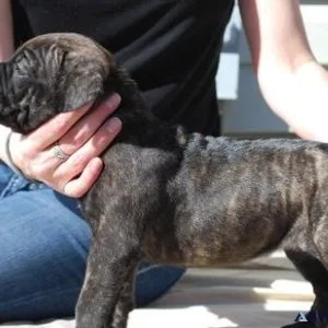 Adorable Cane Corso Italiano puppies