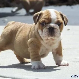 100% Pure English Bulldog puppies.