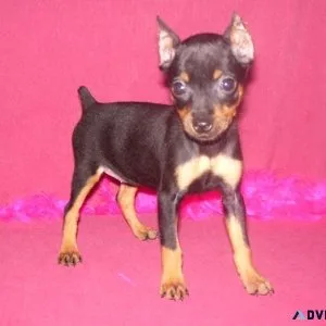AKC Miniature Pinscher puppies