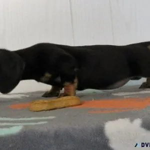 Amazing Dachshund Puppies boys and girls