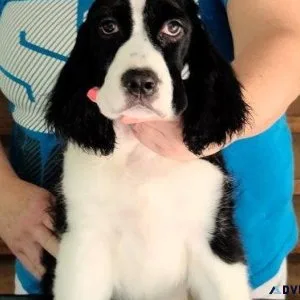 Male and female English Springer Spaniel puppies