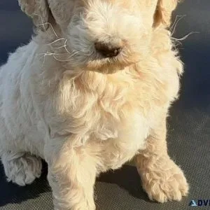 3 Males and 2 females Goldendoodle puppies