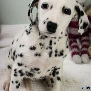 Beautiful Dalmatian puppies Ready Now.
