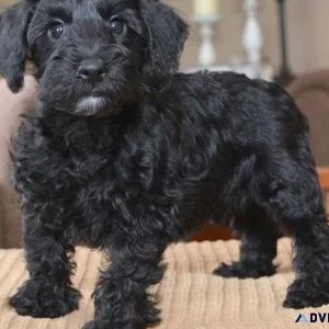 AKC Schnoodle puppies