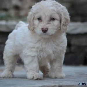 Beautiful Cockapoo puppies