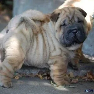 Gorgeous Chinese Shar-Pei Puppies for lovely homes.