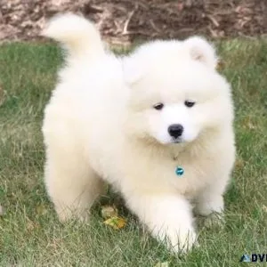 Well socialized Samoyed puppies.