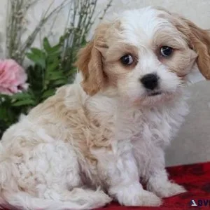 Astonished Cavachon puppies